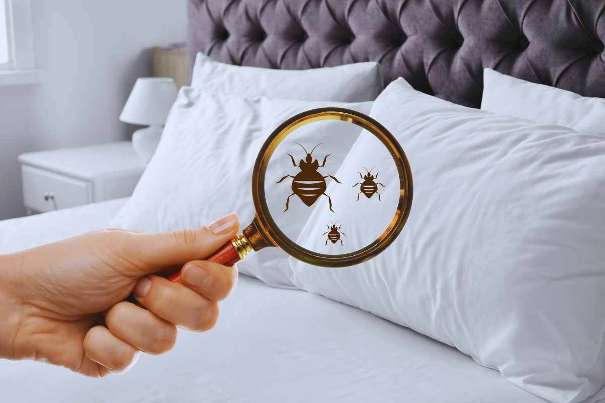 bed bugs: come proteggere letto