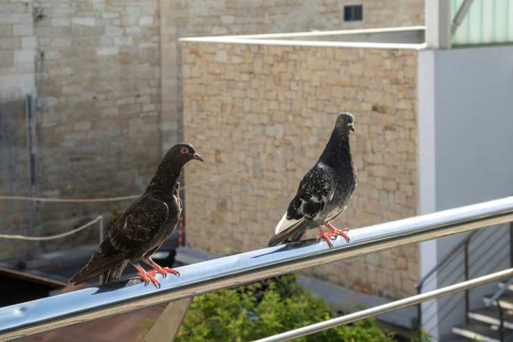 soluzioni piccioni sul balcone